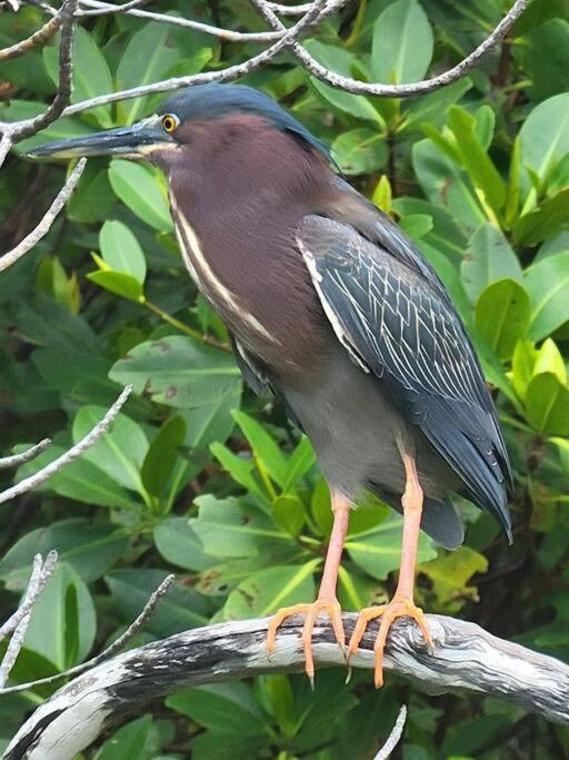 Egret - 1st Floor Freshly Updated Kit W&d 3 Miles To Appartamento Bonita Springs