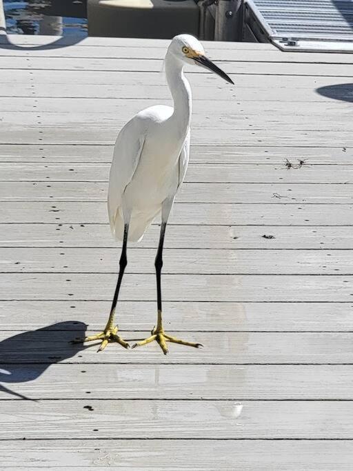 Egret - 1st Floor Freshly Updated Kit W&d 3 Miles To Bonita Springs